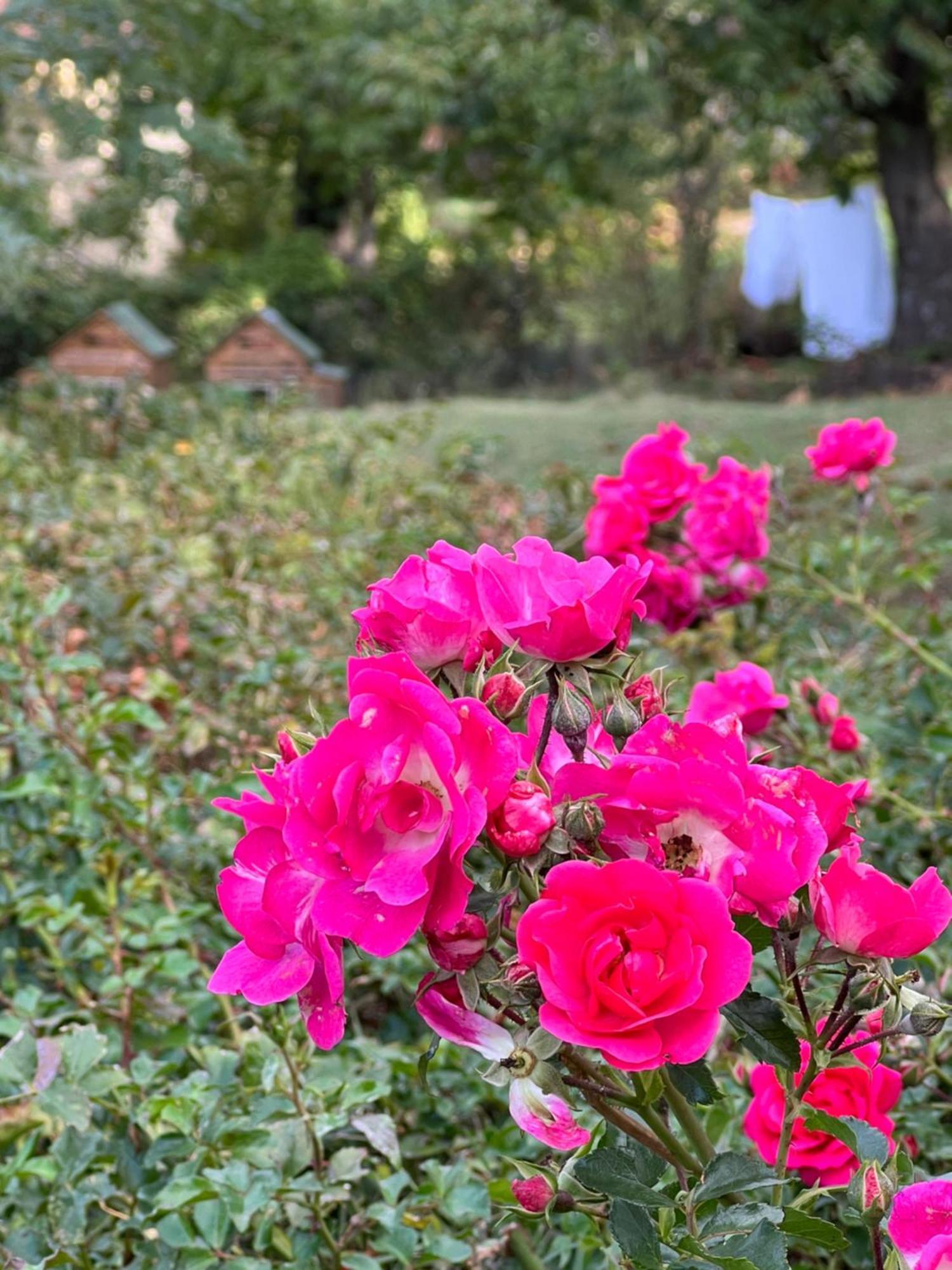 B&B Podere Legnotorto กาสเตลเดลปิอาโน ภายนอก รูปภาพ