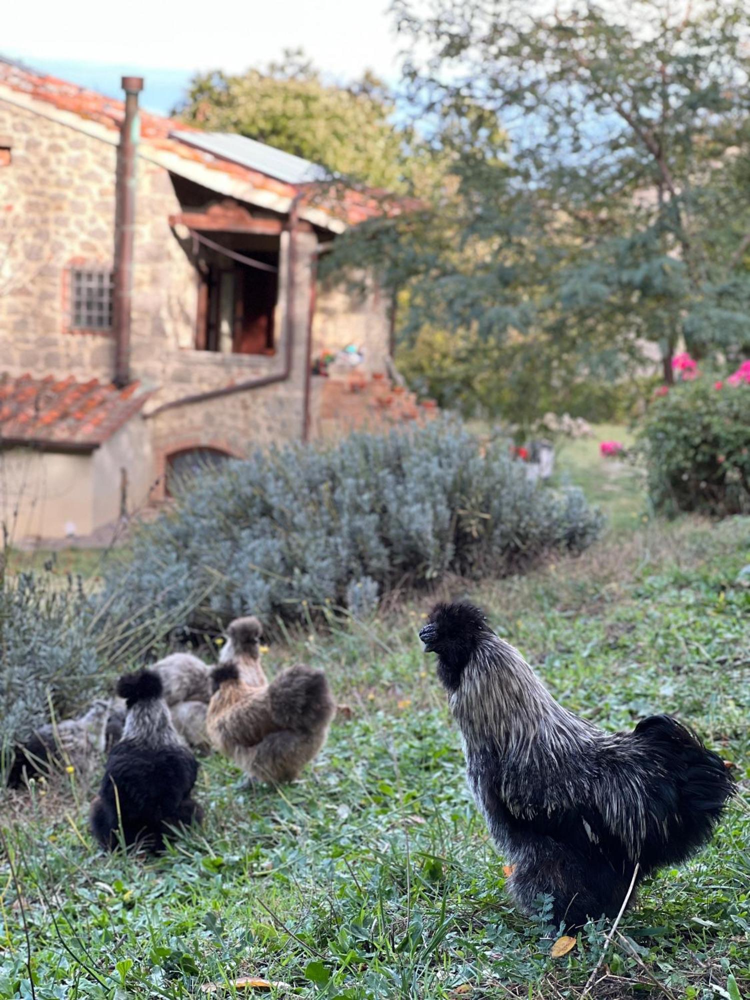 B&B Podere Legnotorto กาสเตลเดลปิอาโน ภายนอก รูปภาพ